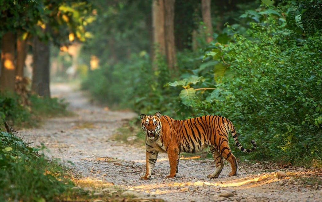Best Time to Visit Jim Corbett