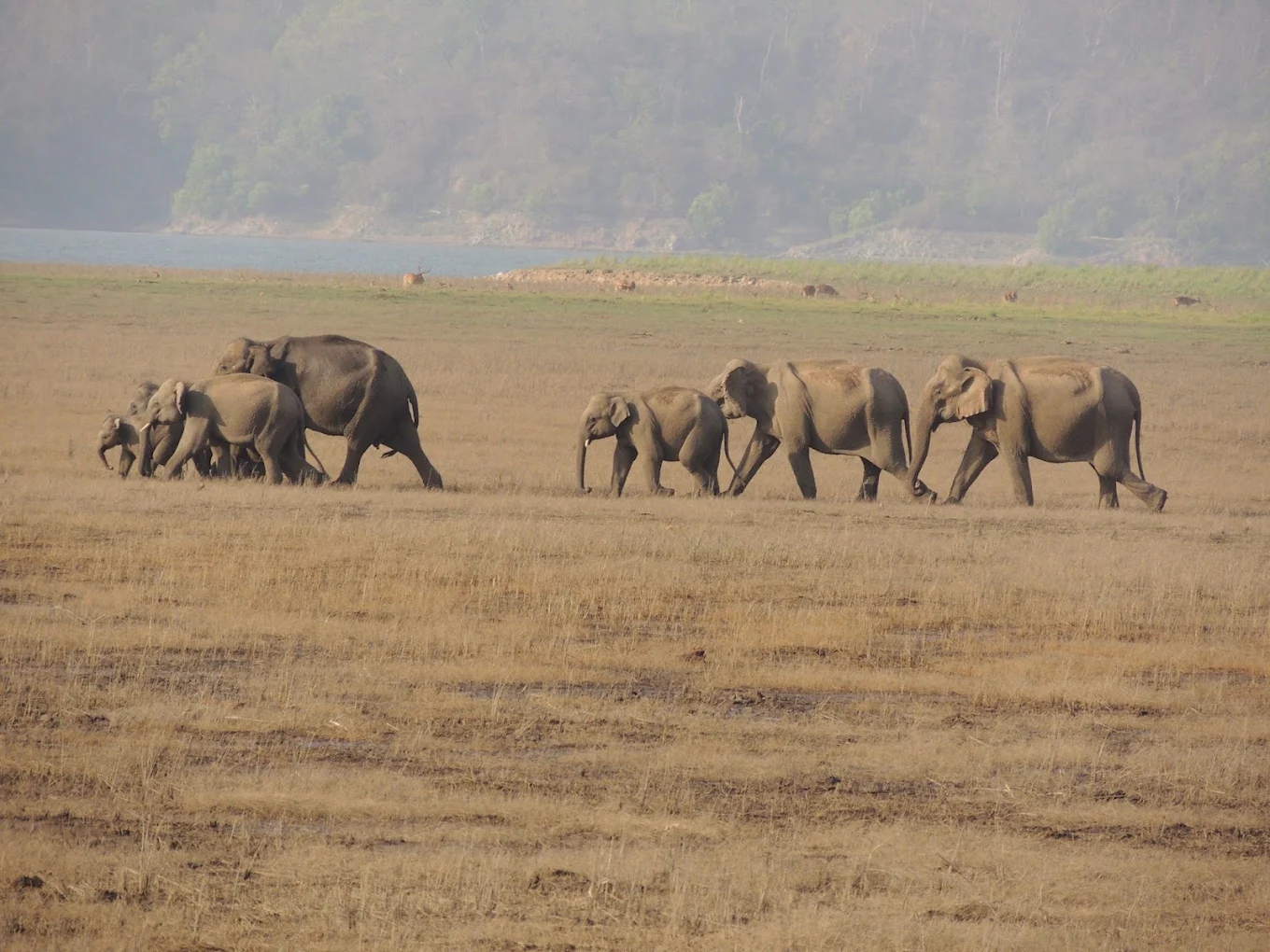 Best Safari Zone in Jim Corbett